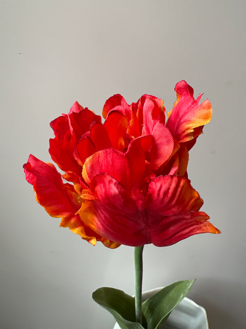 Tulp papagaai  oranje  66 cm