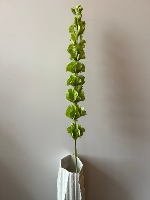 Molucella  groen  95 cm