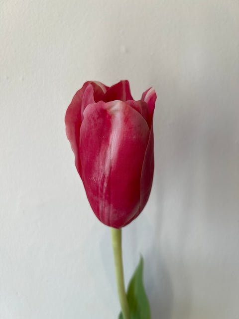 Tulp steel  beauty  72 cm