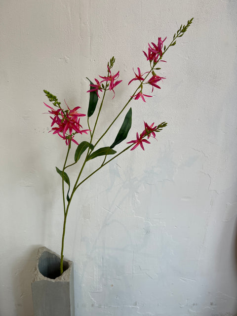 Crocosmia  pink  110 cm