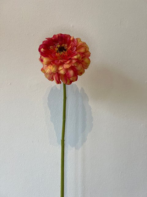 Zinnia bloem  oranje 70 cm