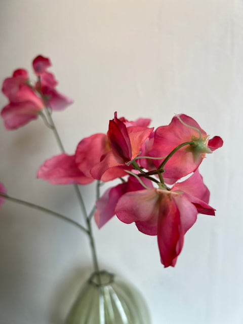 Sweetpea spray x3  pink  75 cm