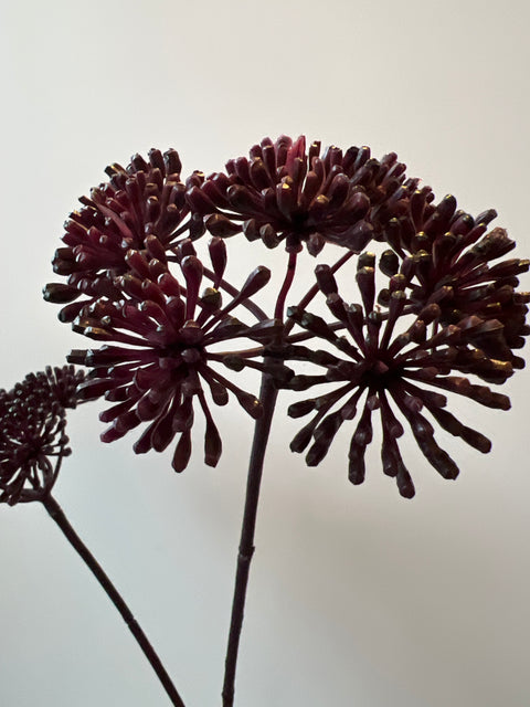 Engelwortel tak 3x zwart/paars  85 cm