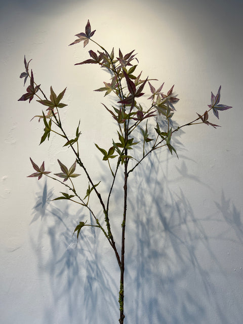 Esdoorn tak paars/groen  130 cm