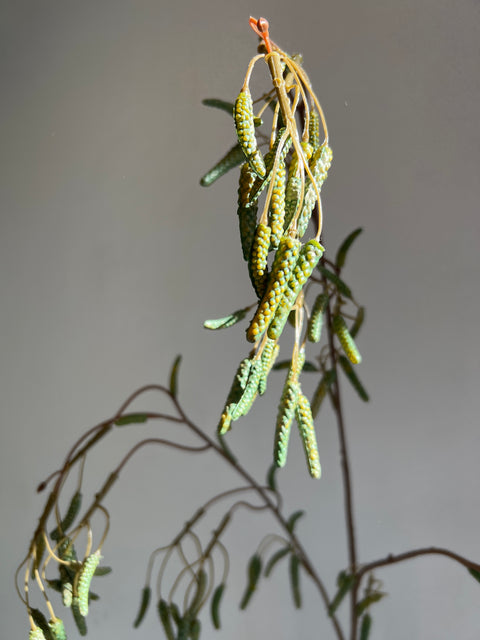 Berkentak groen/bruin 95 cm