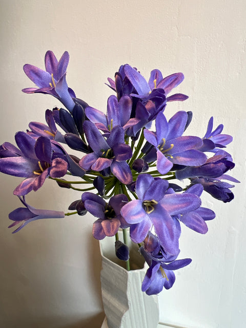 Agapanthus  blauw  75 cm