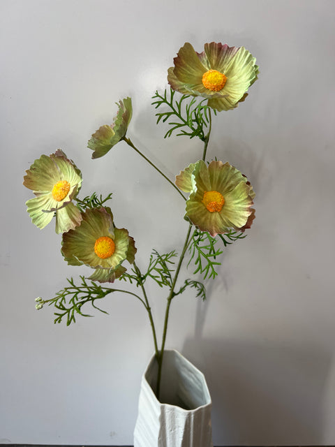 Cosmos spray groen  70 cm