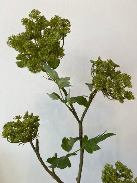 Engelwortel tak groot groen  125 cm