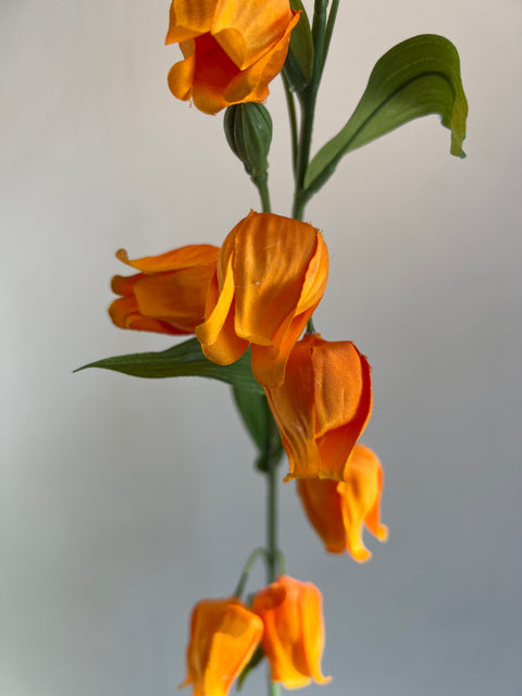 Sandersonia (klokjes)  95 cm  oranje