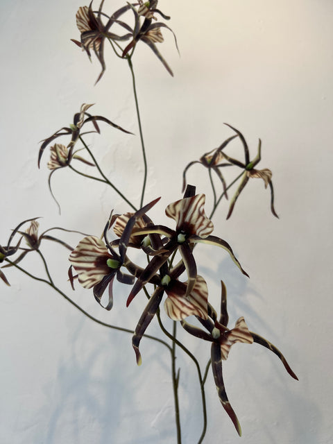 Orchidee spider bruin  111 cm