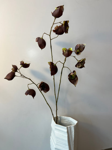 Monnikskap bruin 94 cm