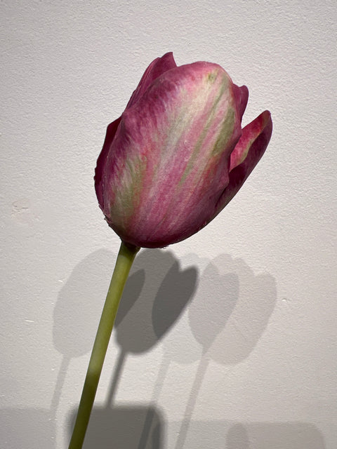 Tulp frans  60 cm paars