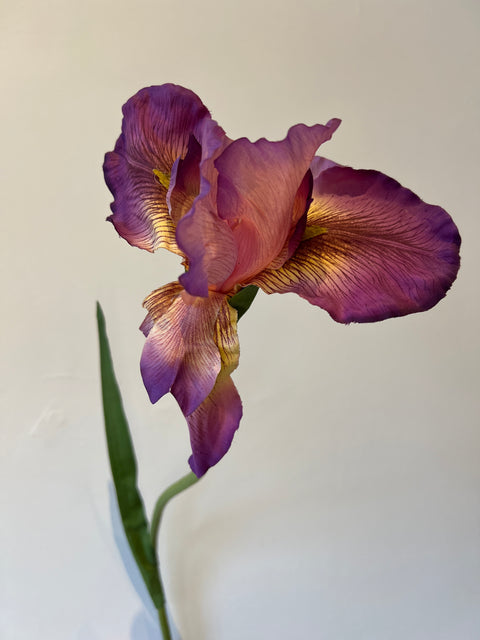 Iris bloem paars  95 cm