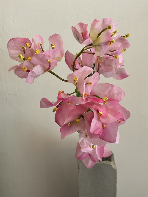 Bougainvillea roze, groen blad  70 cm
