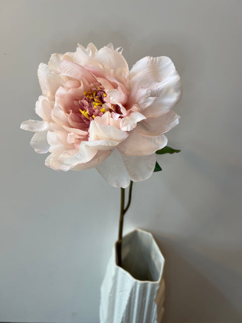 Pioenroos crème/roze 56 cm
