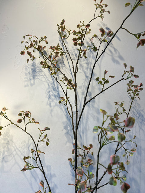 Euonymus tak groot groen/roze  171 cm