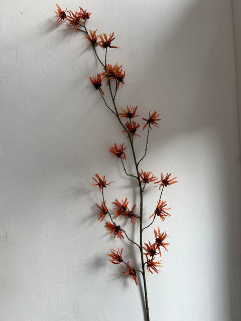 Hamamelis oranje 153 cm