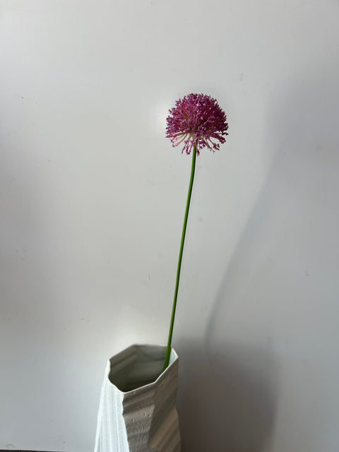 Allium paars  72 cm
