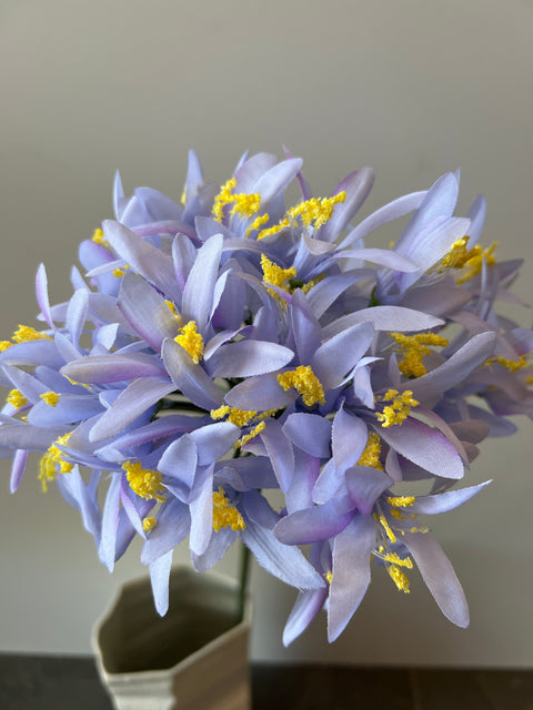 Agapanthus lichtblauw  70 cm