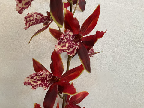 Orchidee steel rood 109 cm