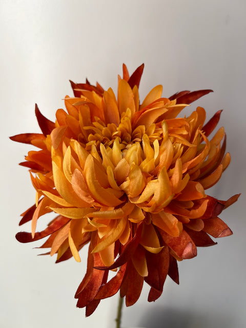 Chrysant  MUM geel/oranje  62 cm